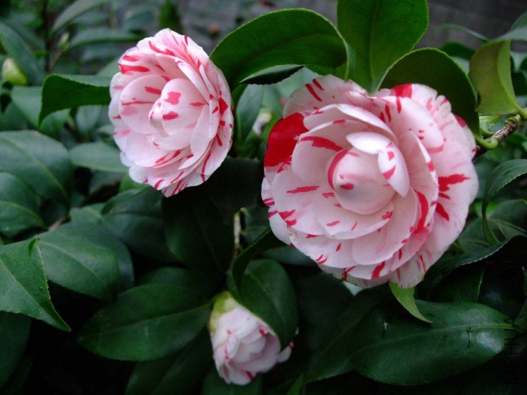 ������ 2013-3-14 086.jpg