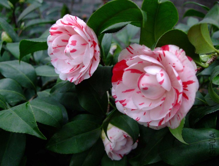 ������ 2013-3-14 087.jpg