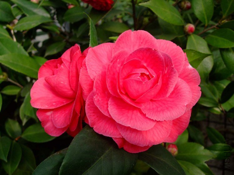 ������ 2013-3-14 175.jpg
