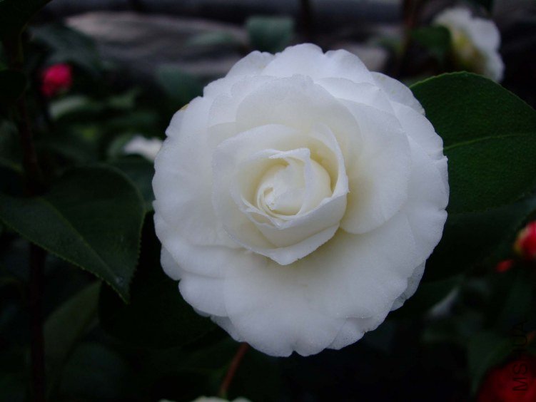 ţ�������� 2013-3-14 052.jpg
