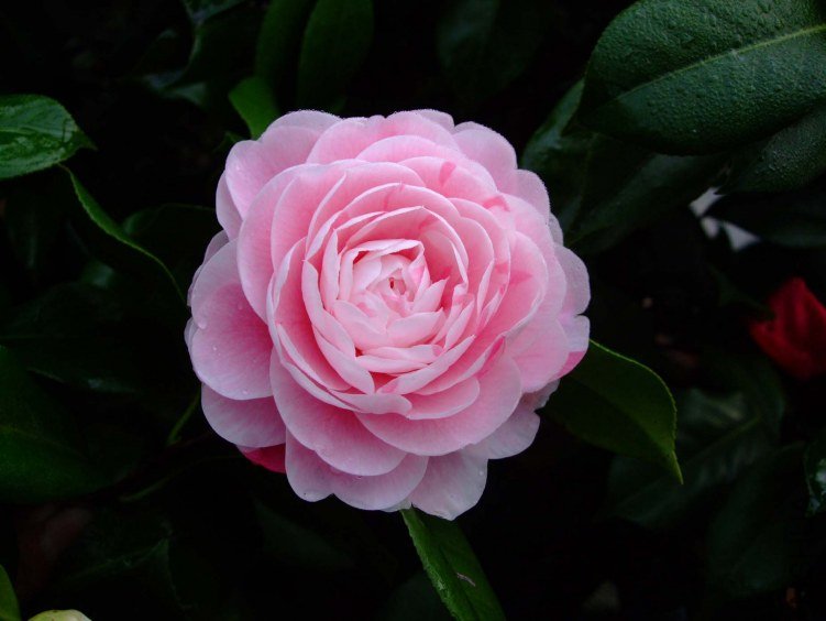 ���� 2013-3-14 068.jpg