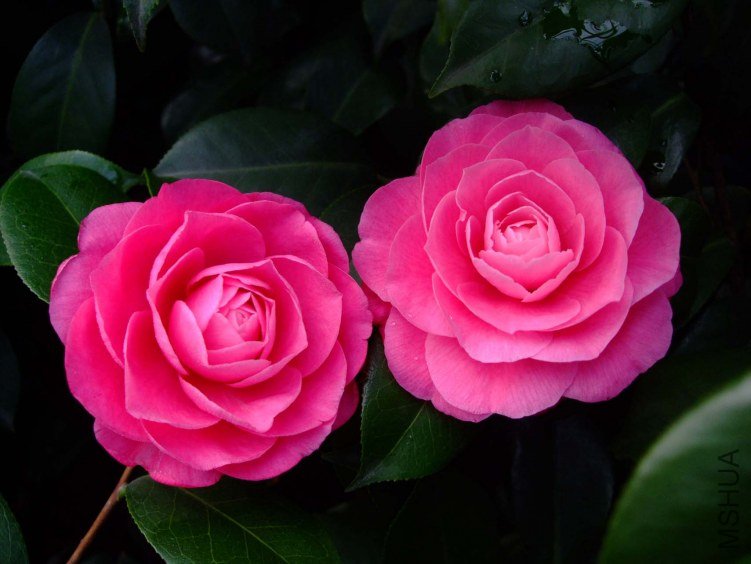 �ղ��� 2013-3-14 048.jpg