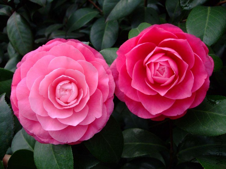 �ղ��� 2013-3-14 167.jpg