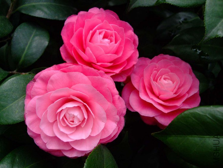 �ղ��� 2013-3-14 171.jpg
