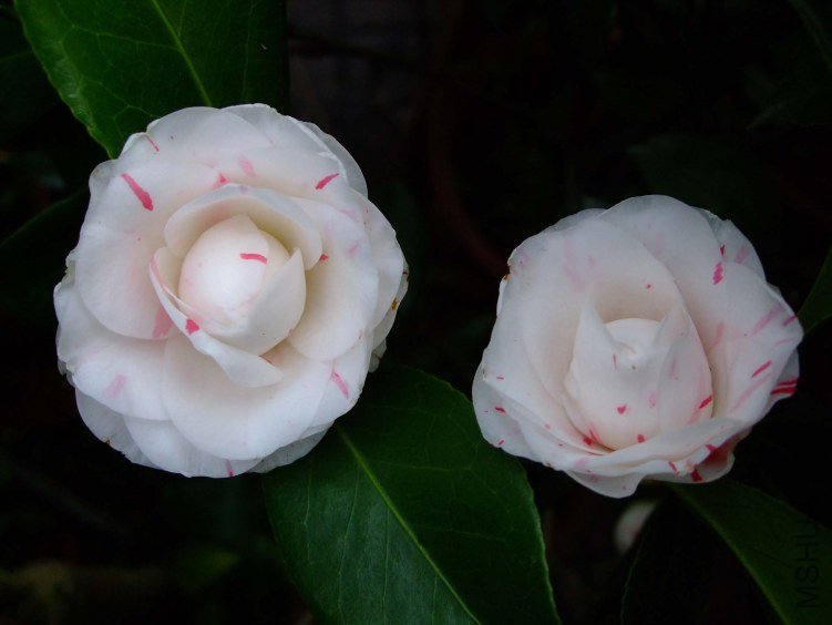�������� 2013-3-14 138.jpg