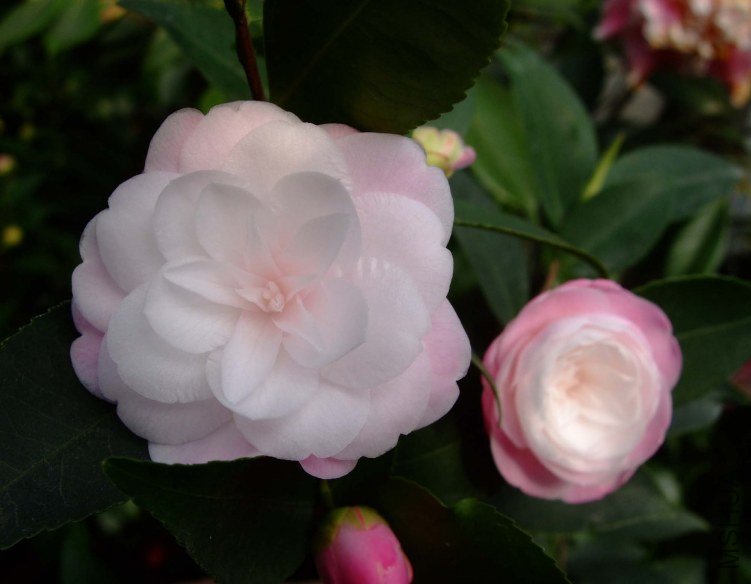 ������ 2013-3-14 121.jpg