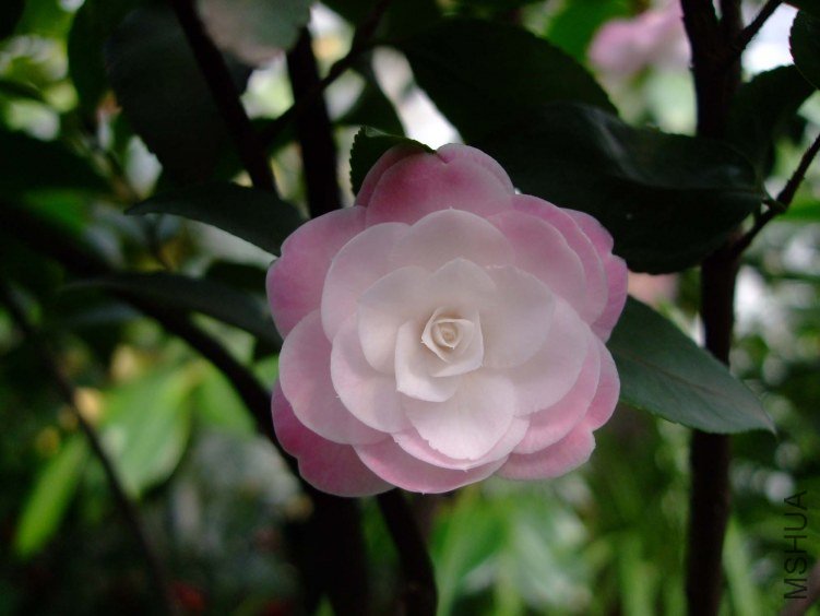 ������ 2013-3-14 120.jpg