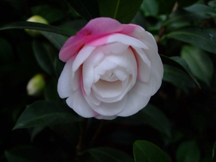 ���غ�˹ 2013-3-14 044.jpg