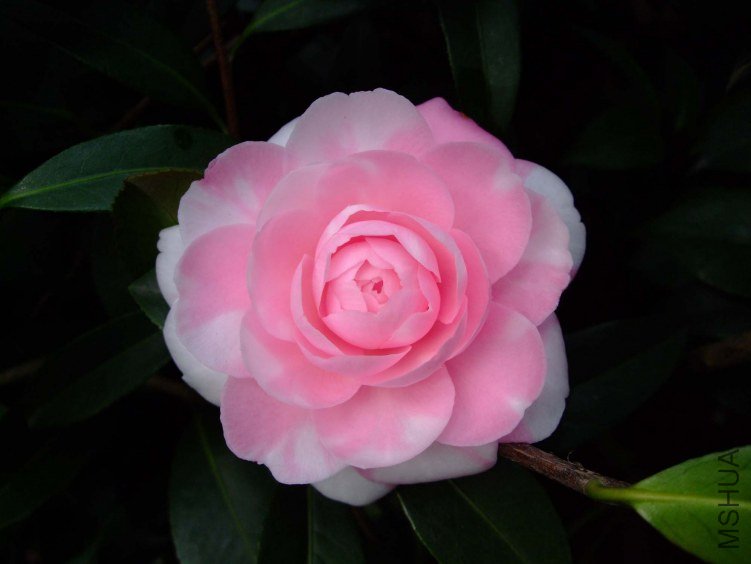 ���غ�˹ 2013-3-14 160.jpg