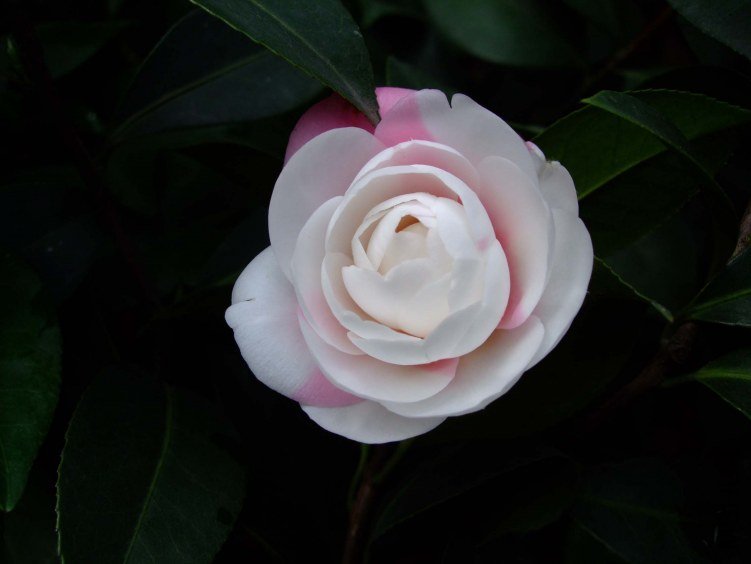 ���غ�˹ 2013-3-14 161.jpg