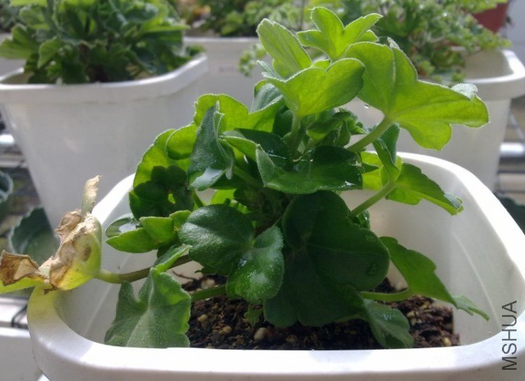 ����õ��