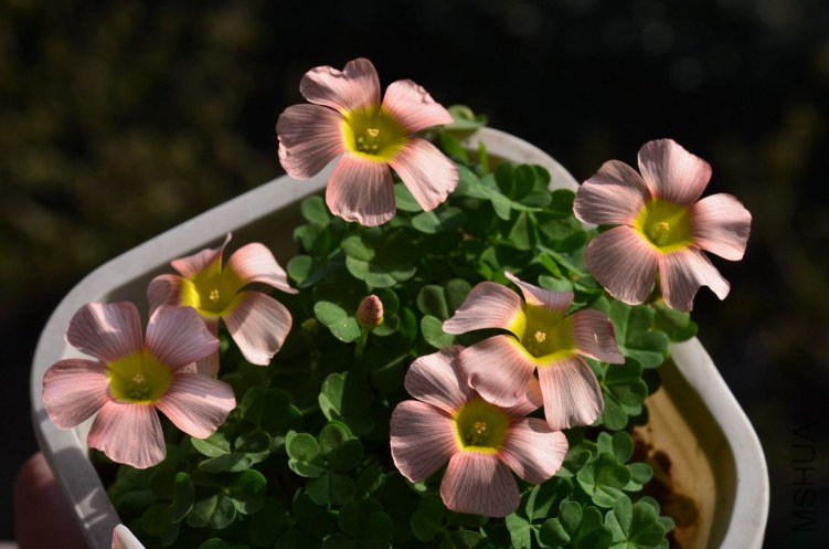 ������С Oxalis comosa pink 20130306 002.JPG