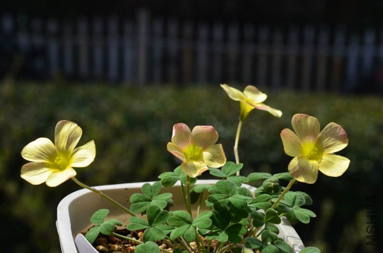 ������С Oxalis obtusa annae 20130308 001.JPG