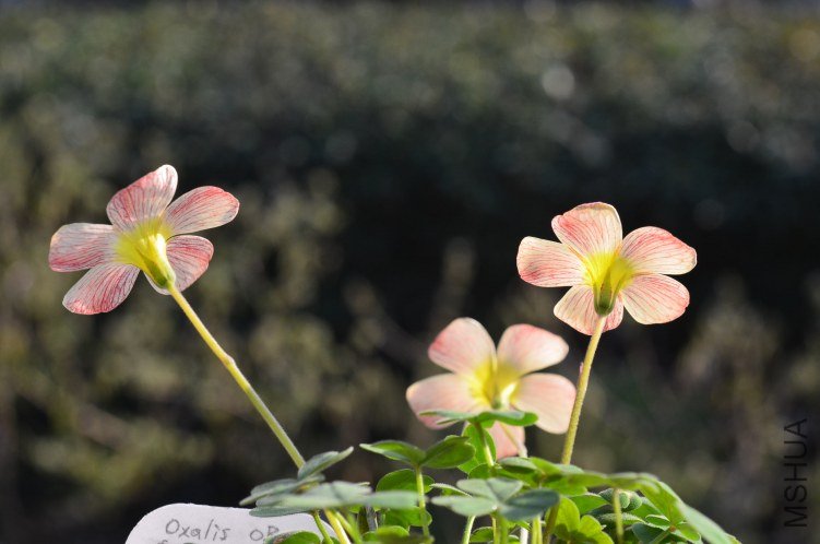 Oxalis obtusa annae 20130306 002.JPG