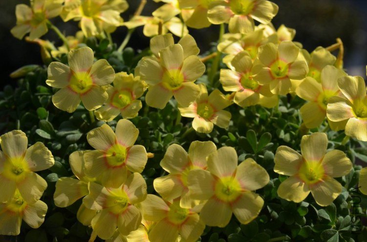 ������С Oxalis obtusa Apricot Cream 20130306 002.JPG