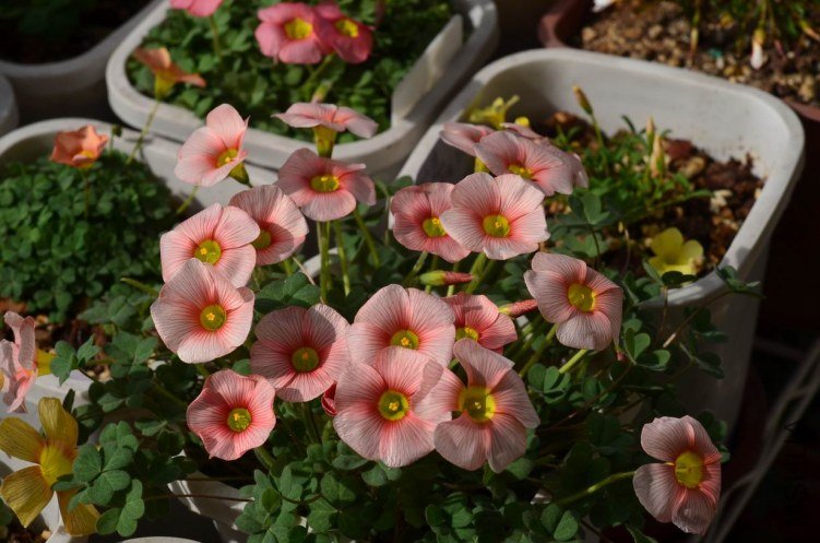 ������С Oxalis obtusa blush 20130308 001.JPG