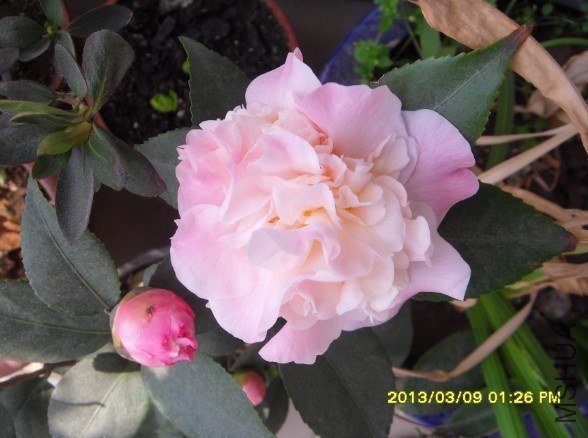 QQ��ͼ20130314141712.jpg