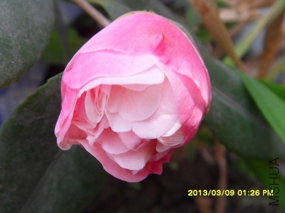 QQ��ͼ20130314141743.jpg