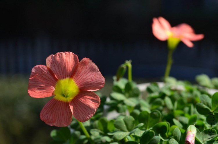 ������С Oxalis obtusa ceres salmon 20130306 002.JPG