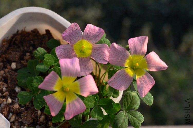 Oxalis obtusa damask rose 20130308 001.JPG