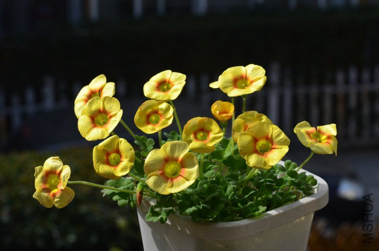 Oxalis obtusa Elizabeth 20130308 001.JPG