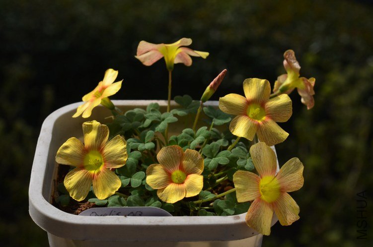 Oxalis obtusa honey 20130308 001.JPG