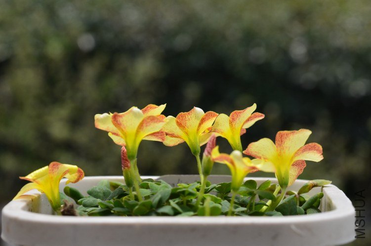 Oxalis obtusa hunter\'s moon 20130309 002.JPG