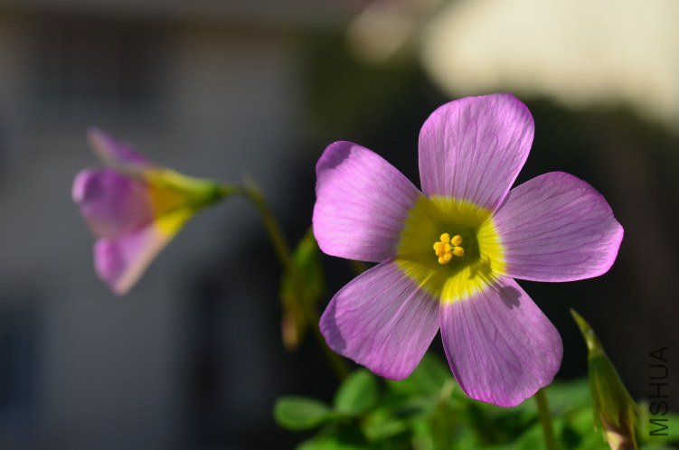 Oxalis obtusa Large form 20130306 002.JPG