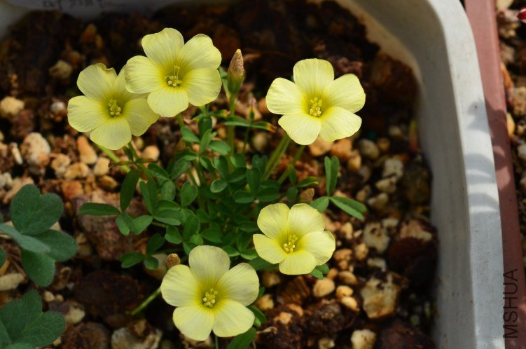 Oxalis obtusa little moon 20130309 003.JPG