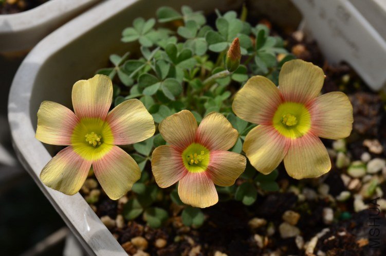 Oxalis OB peach&cream��20130309 001.JPG