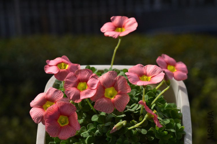Oxalis obtusa rose 20130308 002.JPG