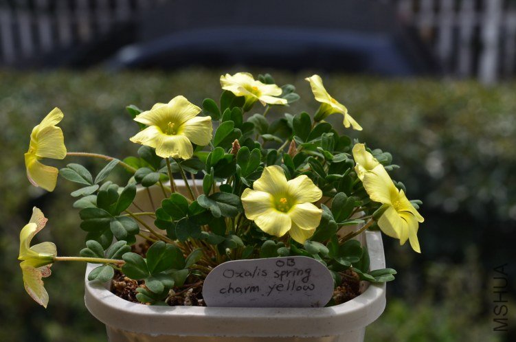 Oxalis obtusa spring charm yellow 20130309 001.JPG