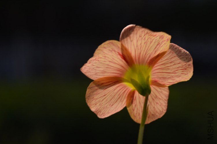 Oxalis obtusa sunshine 20130228 003.JPG