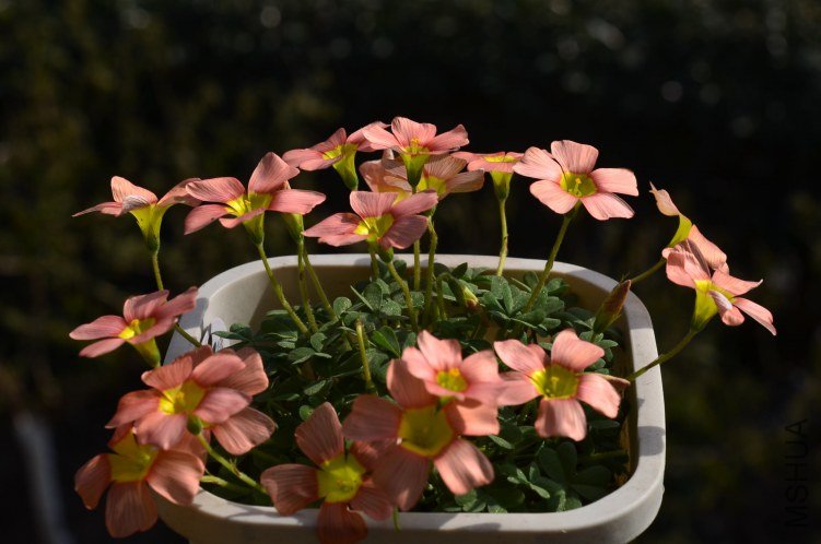 oxalis obtusa wheat����20130306 002.JPG