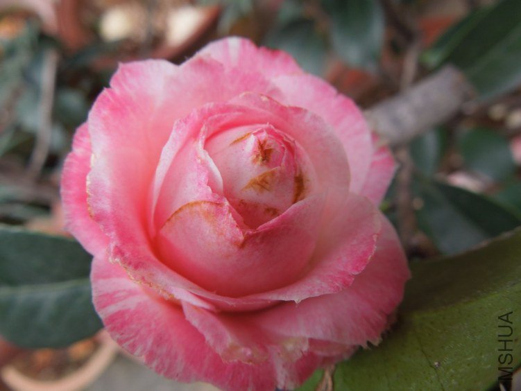 DSCN3234.JPG