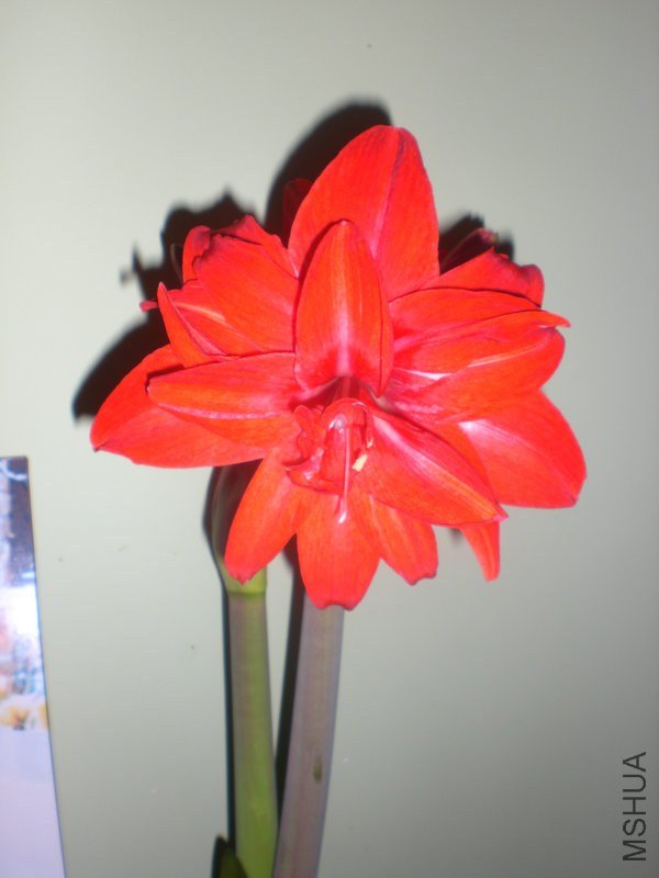 ˫������ͼ