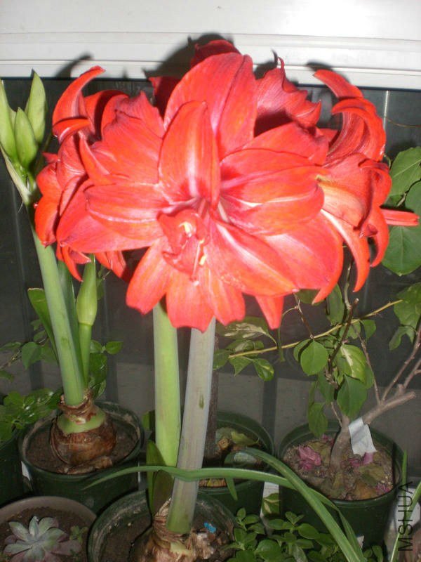 ˫������ͼ