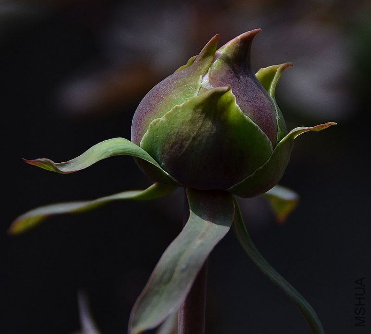 DSC_4957.JPG