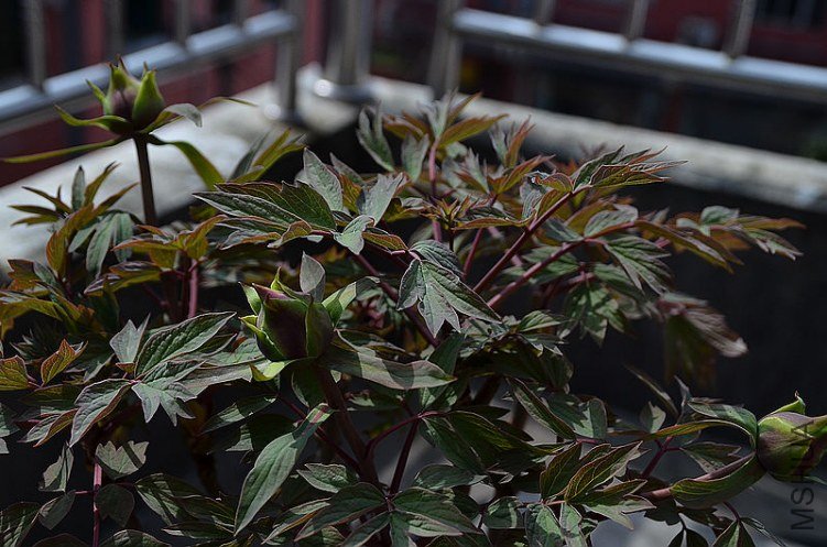DSC_4959.JPG