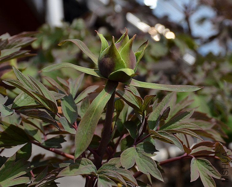 DSC_4963.JPG