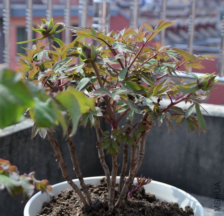 DSC_4968.JPG