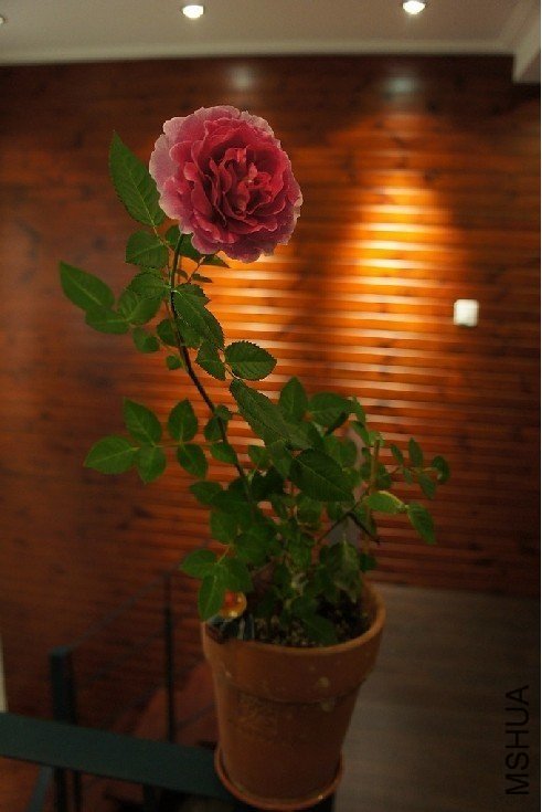 ��������9 of �ڴ�.jpg