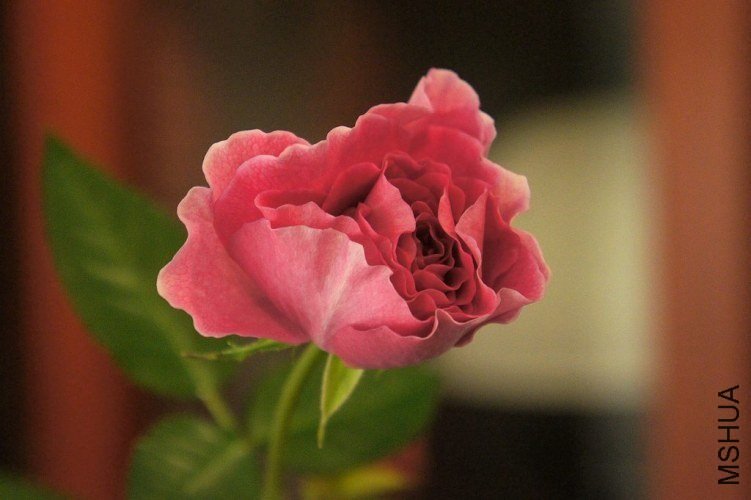 ��������8 of �ڴ�.jpg