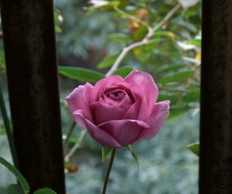 ��������1 of Сɫ����.jpg