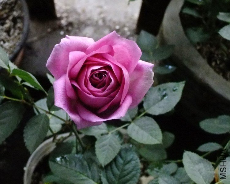 ��������2 of Сɫ����.jpg