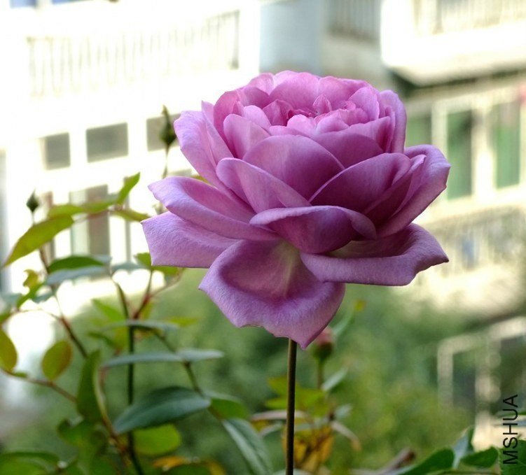 ��������3 of Сɫ����.jpg