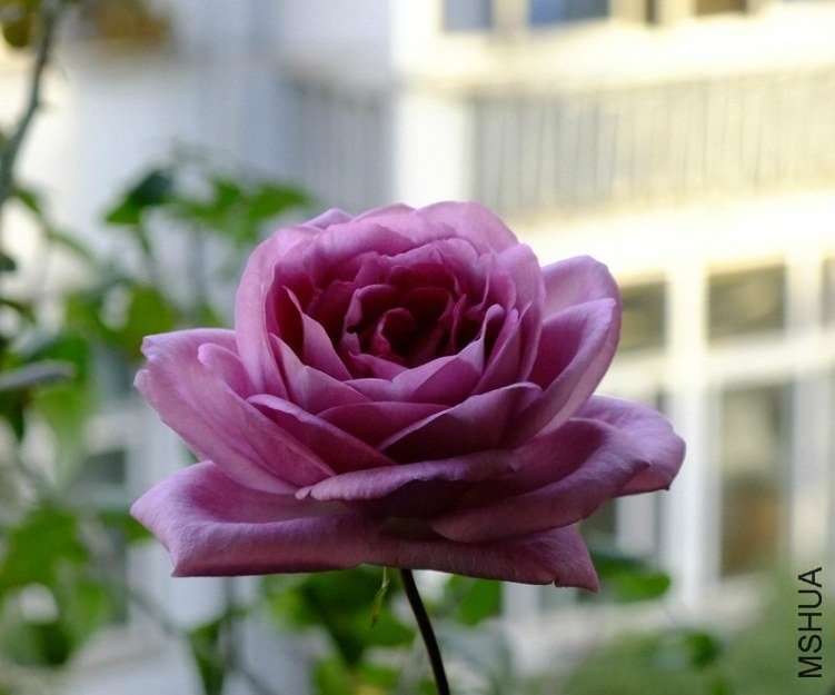 ��������4 of Сɫ����.jpg