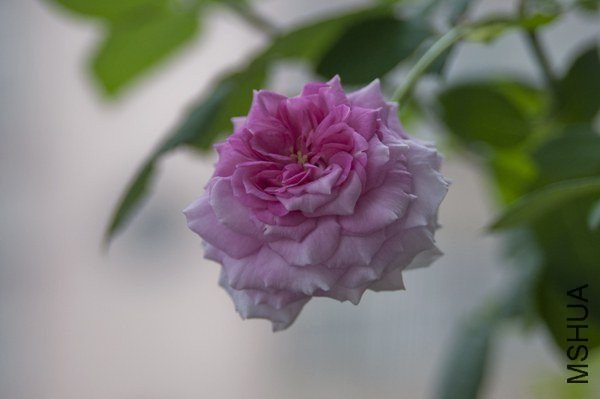 ��������5 of rybaby.jpg