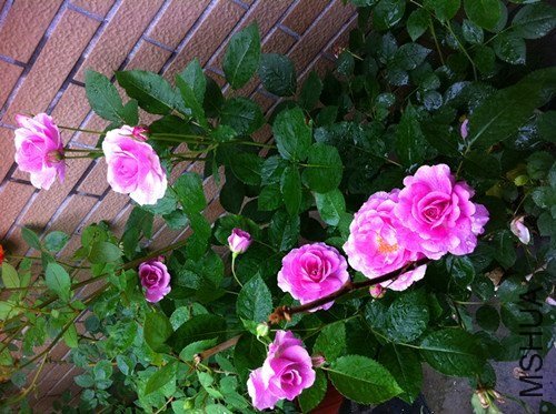 ��������5 of xiangpro.jpg