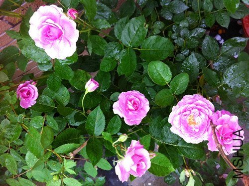 ��������6 of xiangpro.jpg